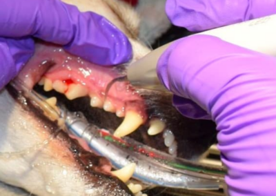 Dog teeth scaling
