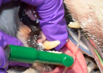 Dog teeth Polishing