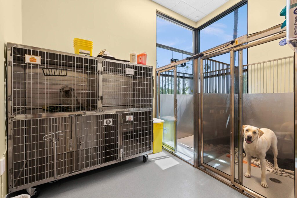 Take A Look About Dog Kennels In San Jose Ca