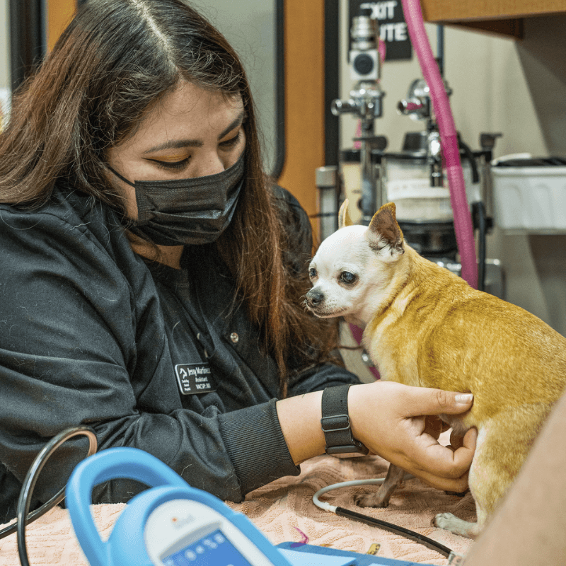 Veterinary staff examining dog