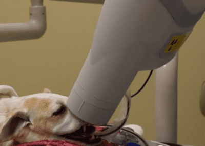 Dog dental x-ray being taken