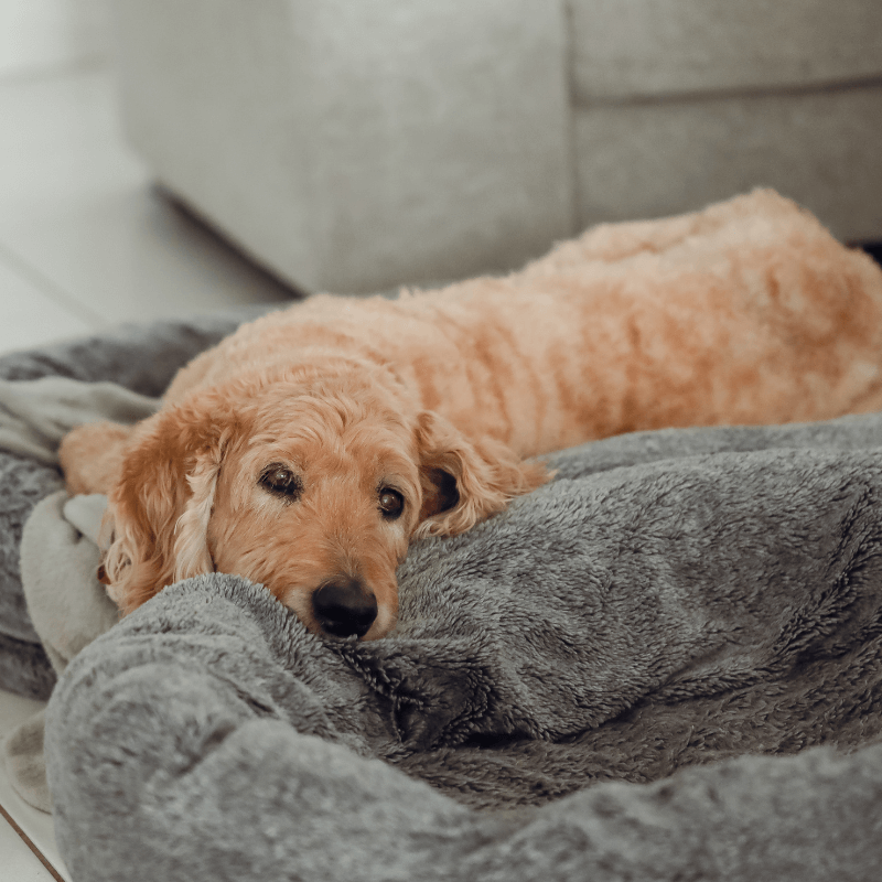 Elderly dog lying on pet bed