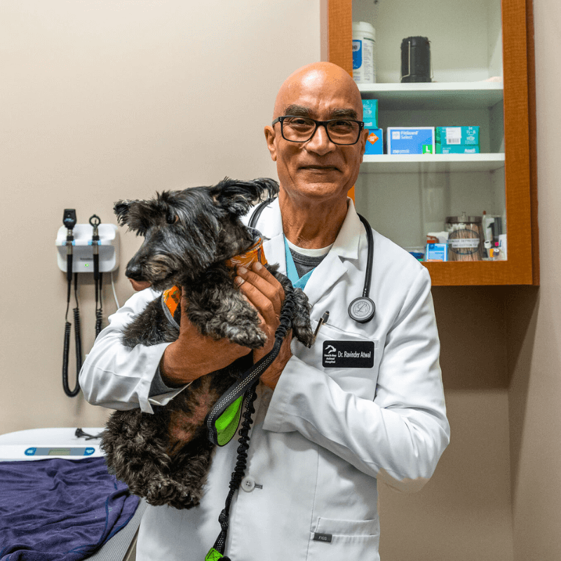 Dog in the hands of vet