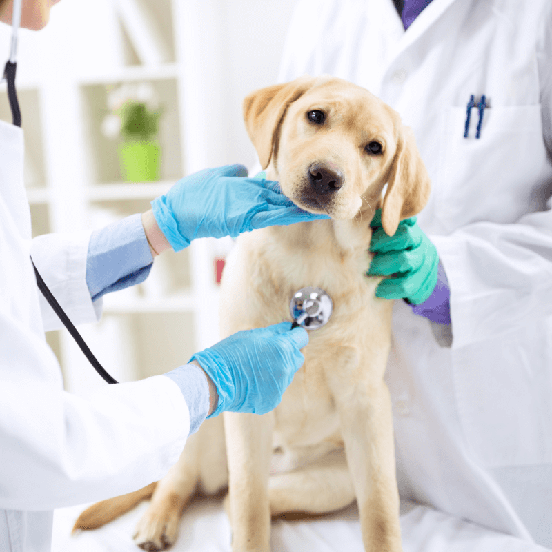 Vets examining a dog