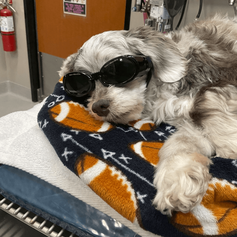 Dog under laser therapy