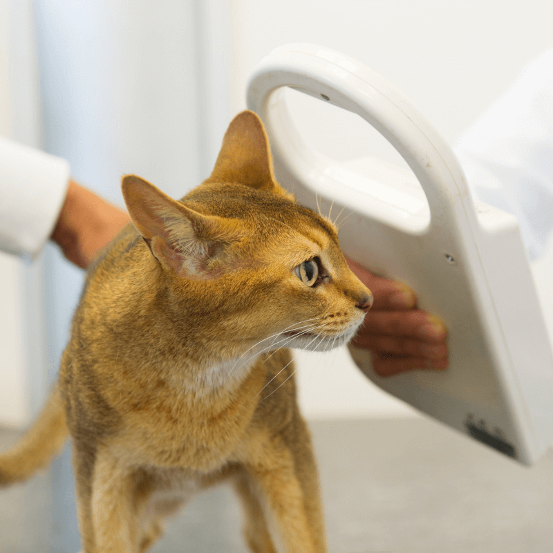 Veterinarian checking microchip implant of a cat