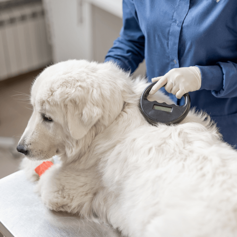 Veterinarian checking microchip implant of a dog
