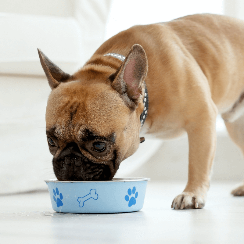 Dog eating food jn bowl