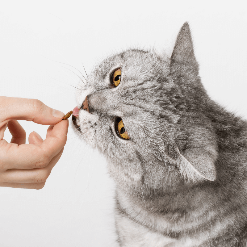 Hand feeding a cat