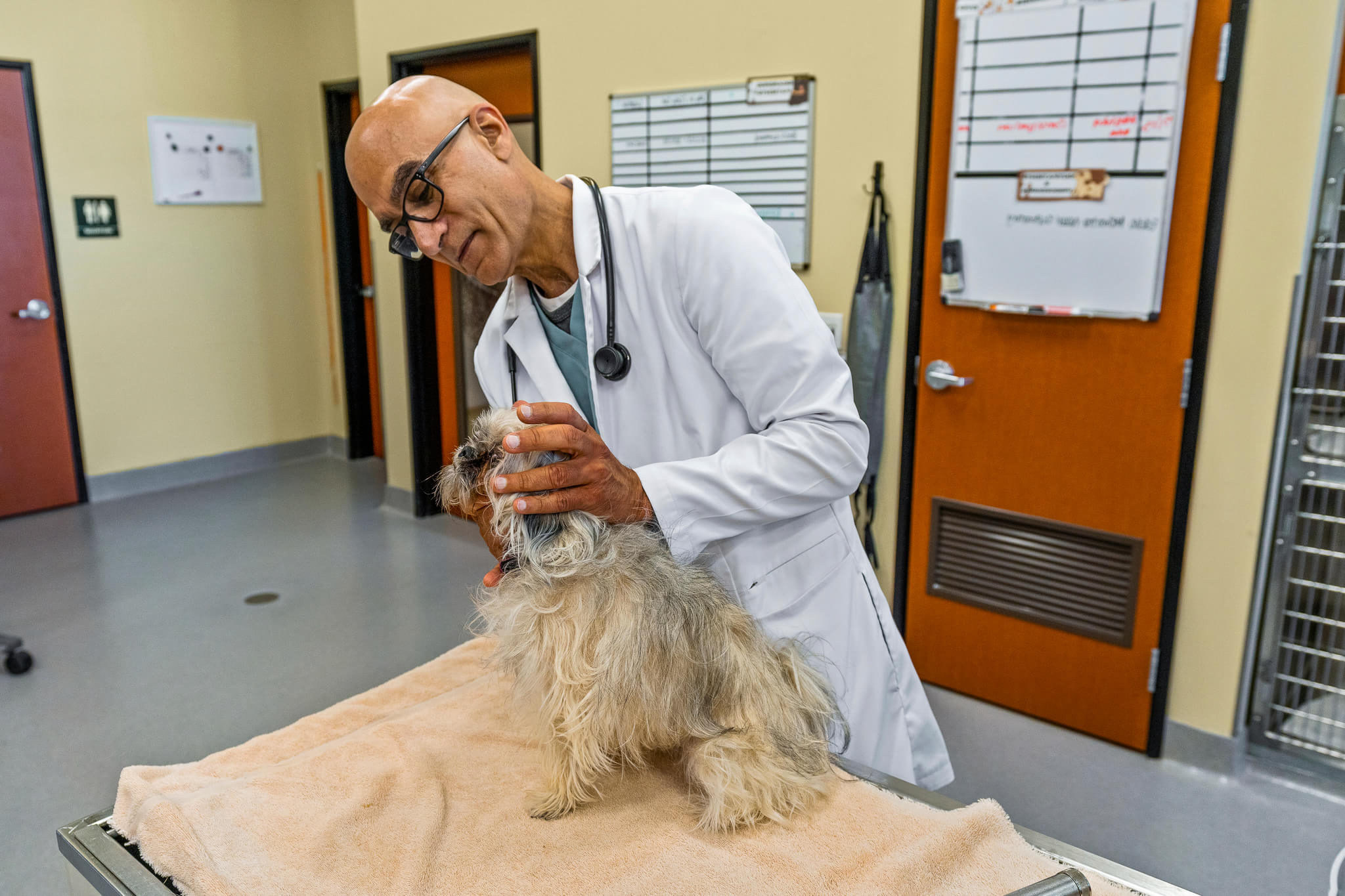 Pet Oncology In San Jose, CA 95129 | South Bay Animal Hospital And