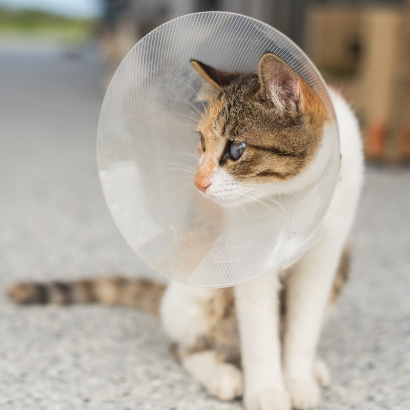 Cat with surgery cone