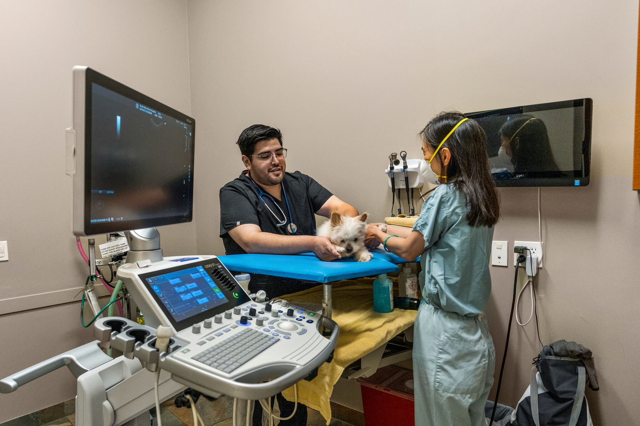 Veterinary staffs taking dog ultrasound