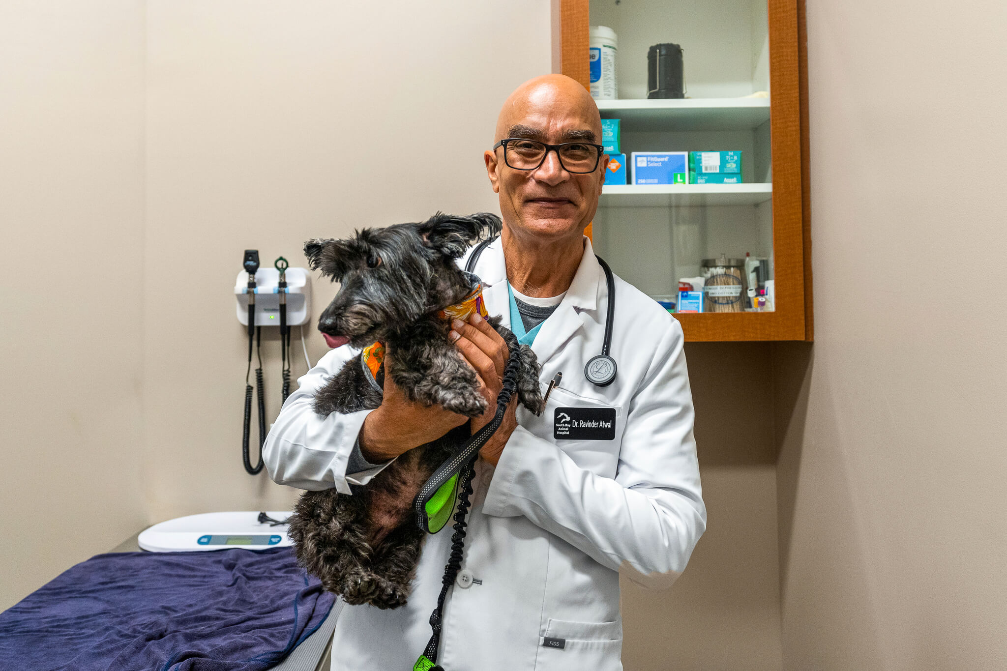 Dog in the hands of veterinarian