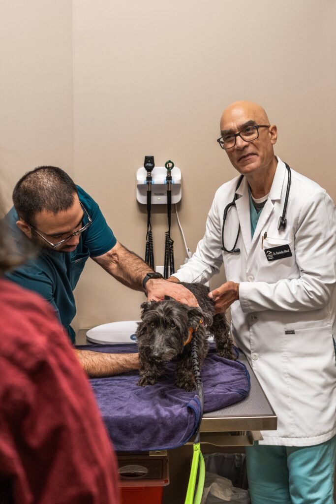 Pet Dermatology In San Jose, CA 95129 South Bay Animal Hospital And
